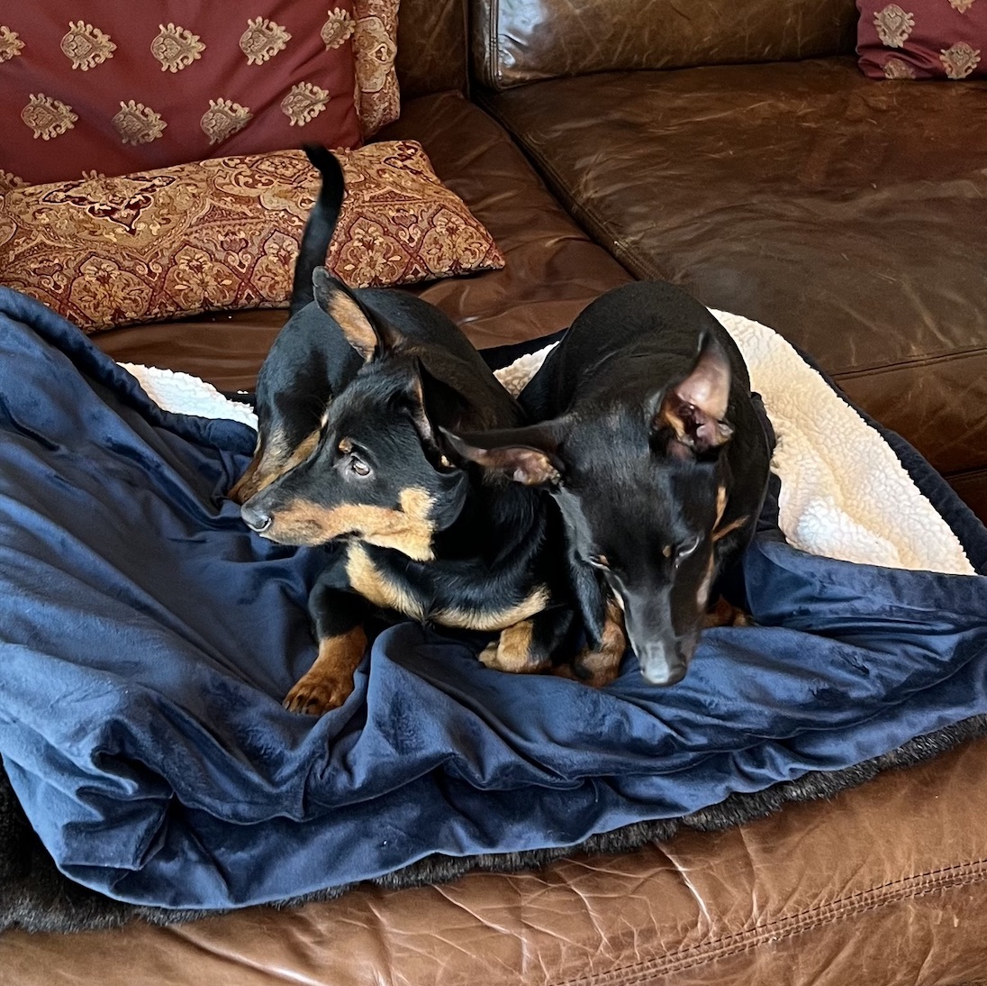 Dante Schrantz's pets paco and pepe sitting on the couch